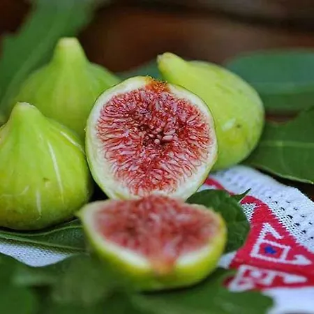 Peric فيلة